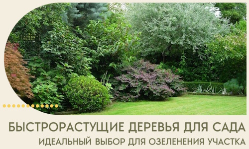 Быстрорастущие деревья для сада идеальный выбор в Феодосии