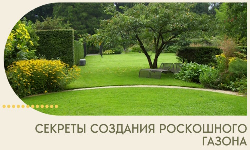 Секреты создания роскошного газона в Феодосии